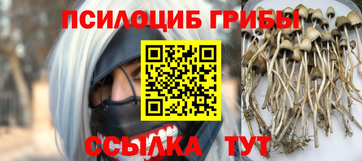 Кизляр  Галлюциногенные грибы Cubensis  Вход с VPN  Галлюциногенные грибы Cubensis 